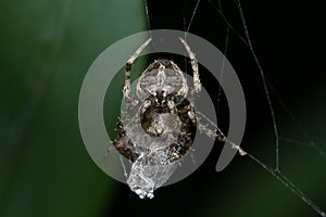 Closeup of an orb weaver spider Neoscona mukherjee Araneidae feeding on other insect