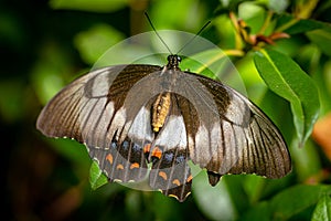 Closeup of the Orchard Shallowtail female butterfly