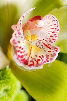 Closeup of orchid