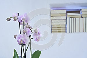 Closeup of orchid blossoms with an unsharp background of books in a wall in a modern country house, interieur