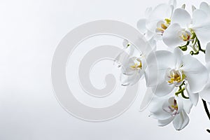 Closeup orchid flowers branch white background. ai generative