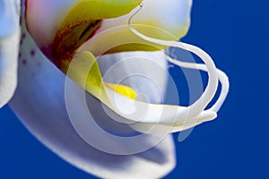 Closeup of an Orchid - macro