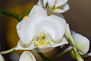 Closeup of an Orchid - macro