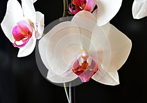 Closeup of orchids