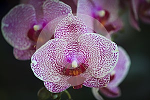 Closeup of Orchids flowers in garden.