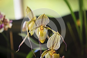 Closeup of Orchids flowers in garden.