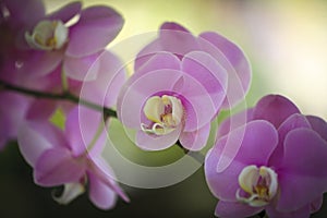 Closeup of Orchids flowers in garden.