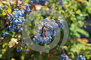 Closeup of Oregon grapes on trees in a field under the sunlight with a blurry background