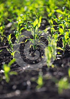 Closeup of Organic Corn Field