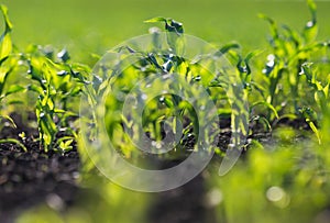 Closeup of Organic Corn Field