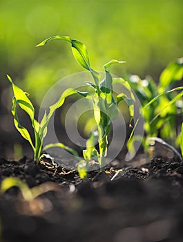 Closeup of Organic Corn Field