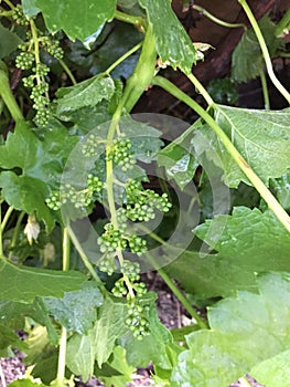 Closeup of organic grapes beginning to develop