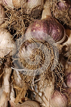 Closeup of fresh organic homegrown garlic onion with roots