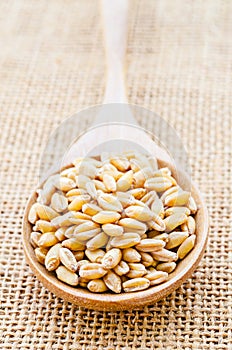 Closeup organic whole grain wheat kernels.