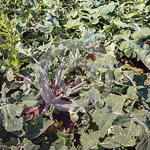 Organically cultivated rutabaga plants from close photo