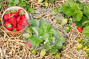 Organically grown strawberry plants with ripe strawberries in china bowl