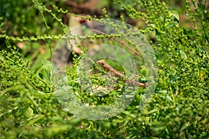 Closeup of a oriental garden lizard, also known as common tree lizard, eastern garden lizard, bloodsucker