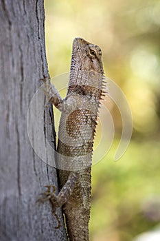 Closeup of an Oriental Garden Lizard (Calotes versicolor) at a tree