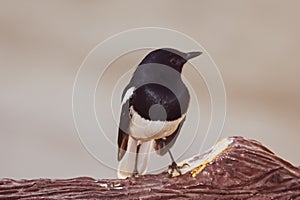 Closeup of an oriental magpie robin bird