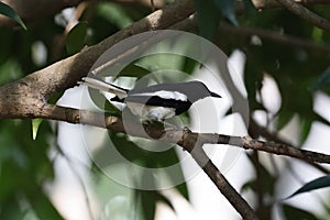 Closeup of an oriental magpie robin bird standing on the branch of a tree