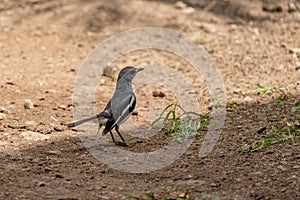 Closeup of an oriental magpie-robin (Copsychus saularis) perched on the ground