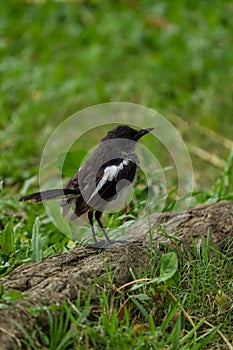 Closeup of Oriental Magpie Robin Doyle bird in a greenfield