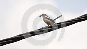 Closeup of oriental magpie-robin with an insect in its beak perched on a cord. Copsychus saularis.