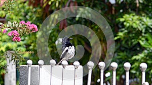 Closeup of Oriental magpie robin standing