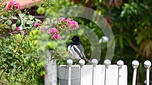 Closeup of Oriental magpie robin standing