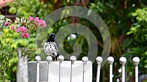Closeup of Oriental magpie robin standing on fence
