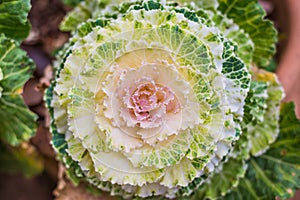Closeup of ornamental decorative cabbage
