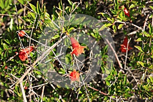 Closeup of Ornamental Dwarf Pomegranate Shrub with Tiny Red Flowers