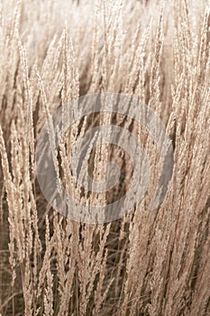 Closeup ornamental grass as neutral background