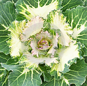 Closeup of ornamental kale