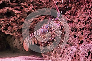 Closeup of a ornate spiny rock lobster sitting on a stone, a big tropical langusta from the pacific ocean