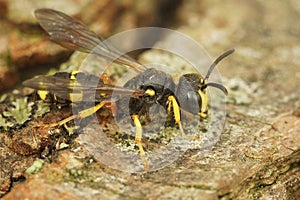 Closeup on an Ornate tailed digger wasp, Cerceris rybyensis, sitting on wood