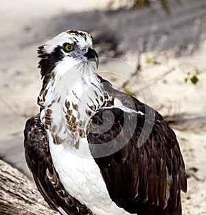 Closeup of Osprey