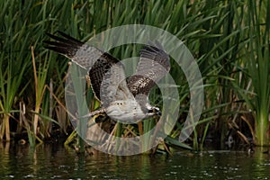 Closeup of an Osprey bird on midflight near a river photo