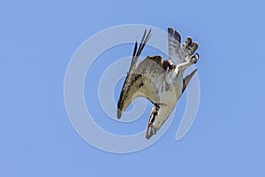Closeup of An Osprey In A Dive