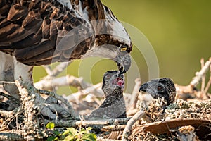 Closeup of Osprey Family in the Nest
