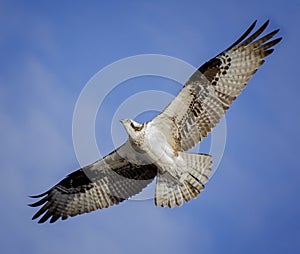 Closeup of Osprey in Flight