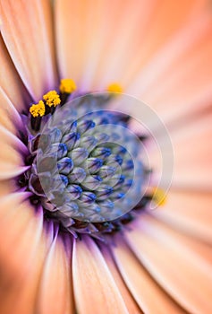 Closeup of colourful osteospermum flower or cape daisy