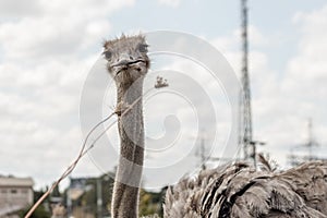 Closeup of an Ostrich being fed with grass. Antenna, buildings and clouds in background