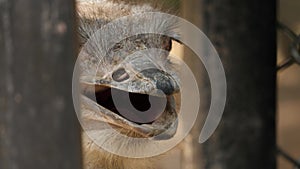 Closeup of an ostrich`s face through gaps in a fence