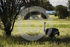 Closeup of a ostrich during safari in Tarangire National Park, Tanzania