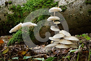 Closeup of Oudemansiella mucida, commonly known as porcelain fungus.