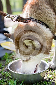 Closeup outdoor portrait of a white and brown siberian husky dog drinking water from a tin bowl