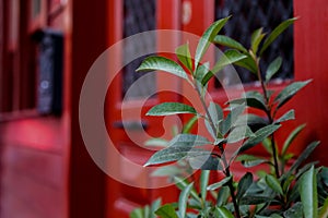 Closeup outdoor view of evergreen plant growing in front of the colorful bright retro red facade of apartment building