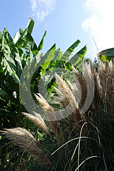 Closeup on the Outskirts of a Field