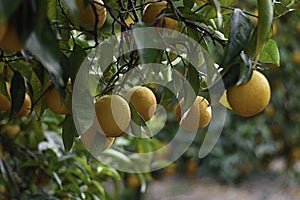 Closeup over ten oranges on the tree